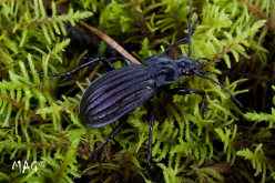 Carabus (Aulonocarabus) canaliculatus Adams, 1812 Carabus (Aulonocarabus) canaliculatus Adams, 1812