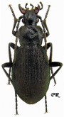 Carabus (Aulonocarabus) gaschkewitschi czarensis Obydov, 1997