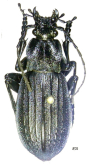 Carabus (Aulonocarabus) kurilensis rausuanus Ishikawa, 1966