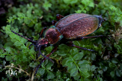 Carabus (Aulonocarabus) truncaticollis Eschscholtz, 1833 Carabus (Aulonocarabus) truncaticollis Eschscholtz, 1833