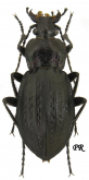 Carabus (Carabus) arvensis sylvaticus Dejean, 1826