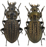 Carabus (Carabus) menetriesi pacholei Sokolar, 1911 Carabus (Carabus) menetriesi pacholei Sokolar, 1911