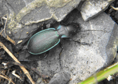 Carabus (Cechenochilus) boeberi glebi Solodovnikov, Zamotajlov & Fominykh, 2009 Carabus (Cechenochilus) boeberi glebi Solodovnikov, Zamotajlov & Fominykh, 2009