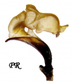 Carabus (Chrysocarabus) auronitens escheri Palliardi, 1825