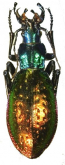 Carabus (Chrysocarabus) rutilans perignitus Reitter, 1896 (as pervesensis, Mollard 1999)
