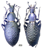 Carabus (Coptolabrus) formosus formosus Semenov, 1887