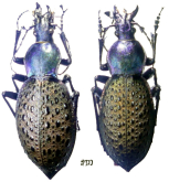 Carabus (Coptolabrus) formosus purpureodiscoides Kleinfeld, 1999