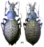 Carabus (Coptolabrus) formosus brockmannioides Deuve & Murzin, 1997