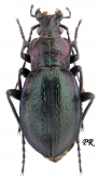 Carabus (Eucarabus) obsoletus obsoletus (as csikii Mallasz, 1901)