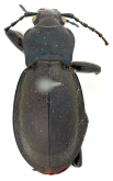 Carabus (Eucarabus) obsoletus obsoletus var sacheri Thomson, 1875