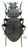 Carabus (Eucarabus) ulrichii (as podolicus Semenov, 1898 loc.typ. ) Carabus (Eucarabus) ulrichii (as podolicus Semenov, 1898 loc.typ. )