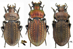 Carabus (Eucarabus) ulrichi s.str. (as volhynicus Lutshnik, 1927) Carabus (Eucarabus) ulrichi s.str. (as volhynicus Lutshnik, 1927)