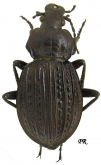 Carabus (Eucarabus) ulrichi ulrichi Germar, 1824 (as podolicus Semenov, 1898 loc.typ) Carabus (Eucarabus) ulrichi ulrichi Germar, 1824 (as podolicus Semenov, 1898 loc.typ)