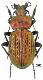Carabus (Eucarabus) ulrichi ulrichi (as intercessor Sokolar, 1912) Carabus (Eucarabus) ulrichi ulrichi (as intercessor Sokolar, 1912)
