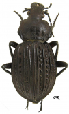 Carabus (Eucarabus) ulrichi ulrichi Germar, 1824 (as podolicus Semenov, 1898 loc.typ)