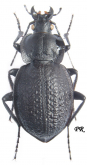 Carabus (Eurycarabus) famini piraticus (as mamorensis (Kocher, 1964)