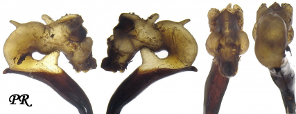 Carabus (Hygrocarabus) nodulosus Creutzer, 1799