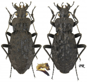 Carabus (Hygrocarabus) variolosus nodulosus Creutzer, 1799 Carabus (Hygrocarabus) variolosus nodulosus Creutzer, 1799