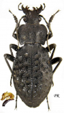 Carabus (Hygrocarabus) variolosus variolosus Fabricius, 1787 Carabus (Hygrocarabus) variolosus variolosus Fabricius, 1787