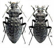 Carabus (Hygrocarabus) variolosus variolosus Fabricius, 1787 Carabus (Hygrocarabus) variolosus variolosus Fabricius, 1787
