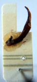 Carabus (Isiocarabus) kiukiangensis alzonai Deuve, 1990 (aedeagus)