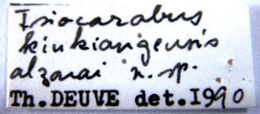 Carabus (Isiocarabus) kiukiangensis alzonai Deuve, 1990 (Label)