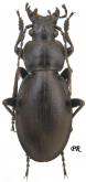 Carabus (Lamprostus) calleyi nigrinus Motschulsky, 1865