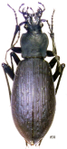 Carabus (Leptocarabus) arboreus akitanus (Ishikawa, 1992)