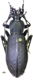Carabus (Leptocarabus) arboreus nepta (Ishikawa, 1984)