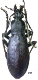 Carabus (Leptocarabus) arboreus pronepta (Ishikawa, 1992)