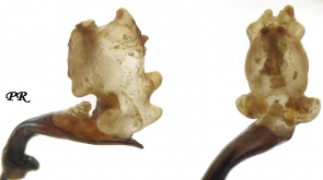 Carabus (Leptocarabus) seishinensis seishinensis Lapouge, 1931