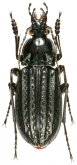 Carabus (Limnocarabus) clathratus maacki (as maacki aquatilis)