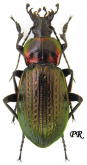 Carabus (Macrothorax) morbillosus alternans Palliardi, 1825