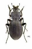 Carabus (Megodontus) gyllenhali Fischer, 1827