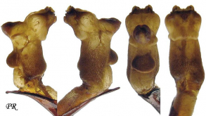 Carabus (Megodontus) violaceus fiorii Born, 1901