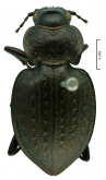 Carabus (Mesocarabus) latus antiquus Dejean, 1826