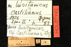Carabus (Mesocarabus) lusitanicus castilianus Dejean, 1826