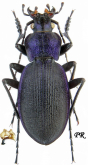 Carabus (Mesocarabus) problematicus harcyniae (as belgicus Lapouge, 1913)