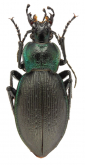 Carabus (Mesocarabus) problematicus planiusculus (as trapeti Bleuse, 1885)