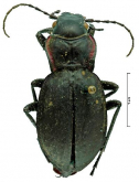Carabus (Mesocarabus) riffensis Fairmaire, 1875