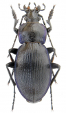 Carabus (Morphocarabus) excellens ciscarpathicusn (as rareulensis Born, 1907)