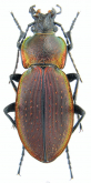 Carabus (Morphocarabus) excellens ciscarpathicus (as polonicus Lomnicki, 1886)