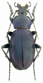 Carabus (Morphocarabus) excellens ciscarpathicus Müller A., Panin R. & Kanarskiy Yu., 2019
