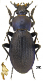 Carabus (Morphocarabus) kollari Palliardi, 1825 (as semetricus Kraatz, 1878)
