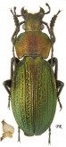 Carabus (Morphocarabus) monilis Fabricius, 1792 (as interpositus Géhin, 1880)
