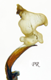 Carabus (Morphocarabus) odoratus antropovi Shilenkov 1996