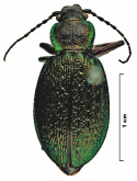 Carabus (Morphocarabus) odoratus dohrni Gebler, 1847: 300