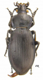 Carabus (Morphocarabus) rothi comptus Dejean, 1831