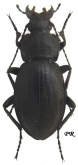 Carabus (Morphocarabus) rothi comptus (as szoerenyensis Csiki, 1908)