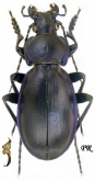Carabus (Morphocarabus) rothi distinguendus (as bieneri Mandl, 1965)